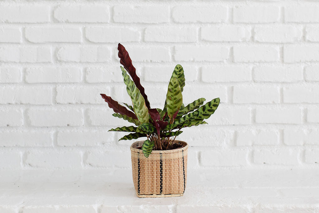 The 6" Rattlesnake plant, with its variegated green and burgundy leaves, sits elegantly in a planter basket, adding a fresh touch against the white brick wall.