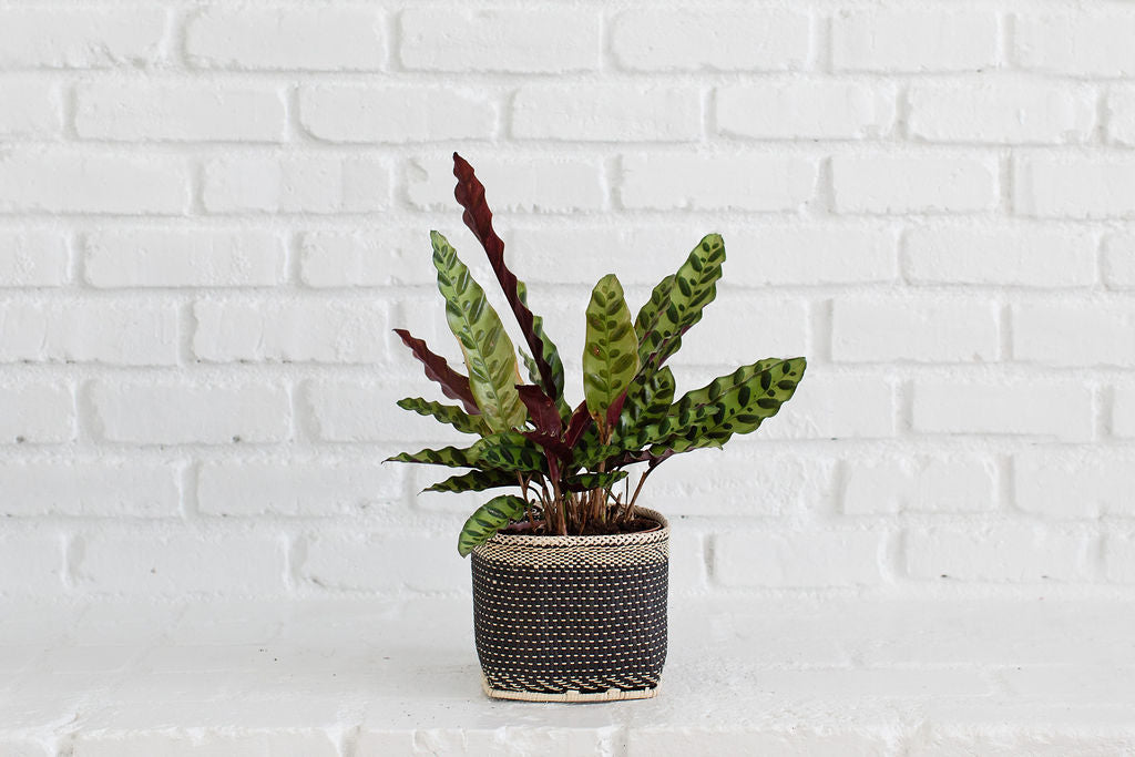 The 6" Rattlesnake plant, with its variegated green and burgundy leaves, sits elegantly in a planter basket, adding a fresh touch against the white brick wall.