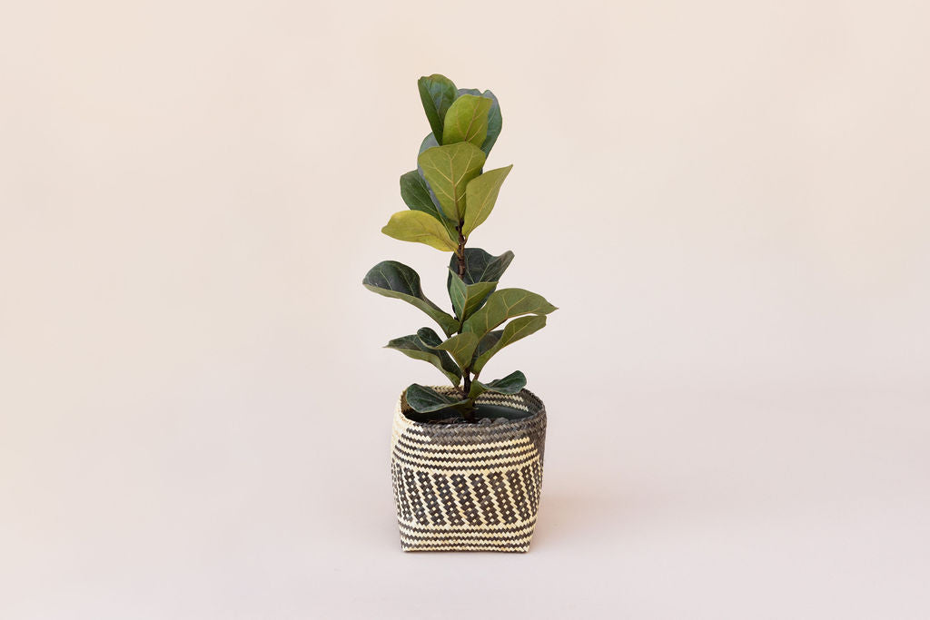 A 6" Fiddle Leaf Fig in a basket stands against a plain background.