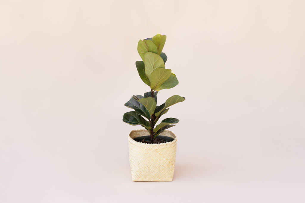A 6" Fiddle Leaf Fig in a basket stands against a plain background.