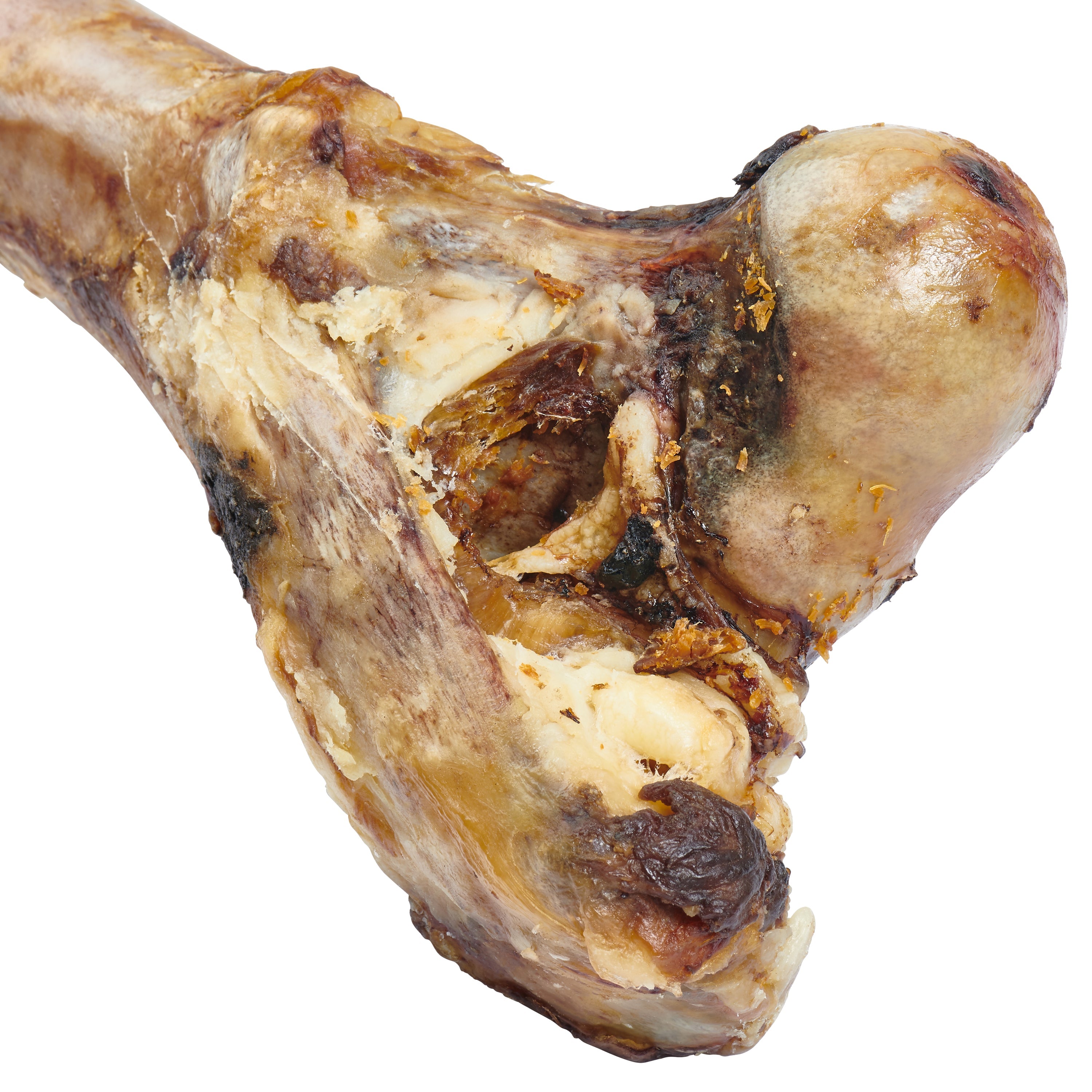 A large, natural treat for large dogs, the Giant Dog Bone - Grass-Fed Beef Femur Bone for Large Dogs is showcased against a plain white background with the brand logo above. Made from grass-fed cattle, this bone promises a delicious and nutritious snack for your furry friend.