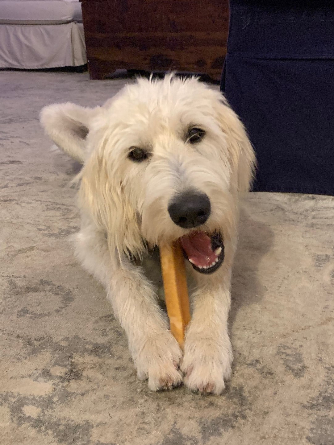 The packaging of EcoKind GIANT Gold Yak Chews beautifully showcases three chews in the forefront, accompanied by an image of a cheerful dog. Known for their Himalayan charm, these treats promise a delightful and natural snack for your furry friend.