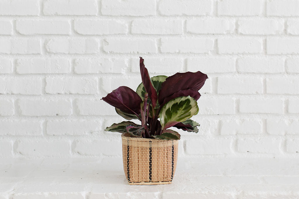 A stunning 6" Prayer Plant, featuring dark purple and green leaves, is elegantly displayed in a handwoven basket against a white brick wall.