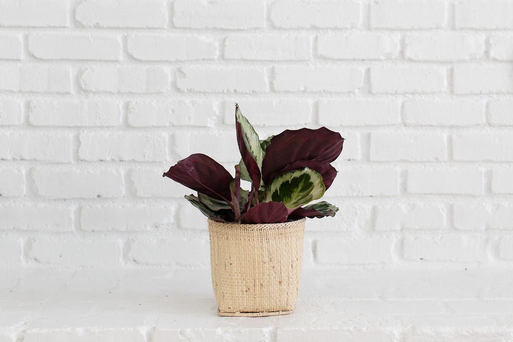 A stunning 6" Prayer Plant, featuring dark purple and green leaves, is elegantly displayed in a handwoven basket against a white brick wall.