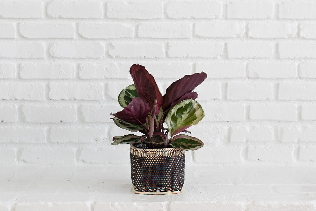 A stunning 6" Prayer Plant, featuring dark purple and green leaves, is elegantly displayed in a handwoven basket against a white brick wall.