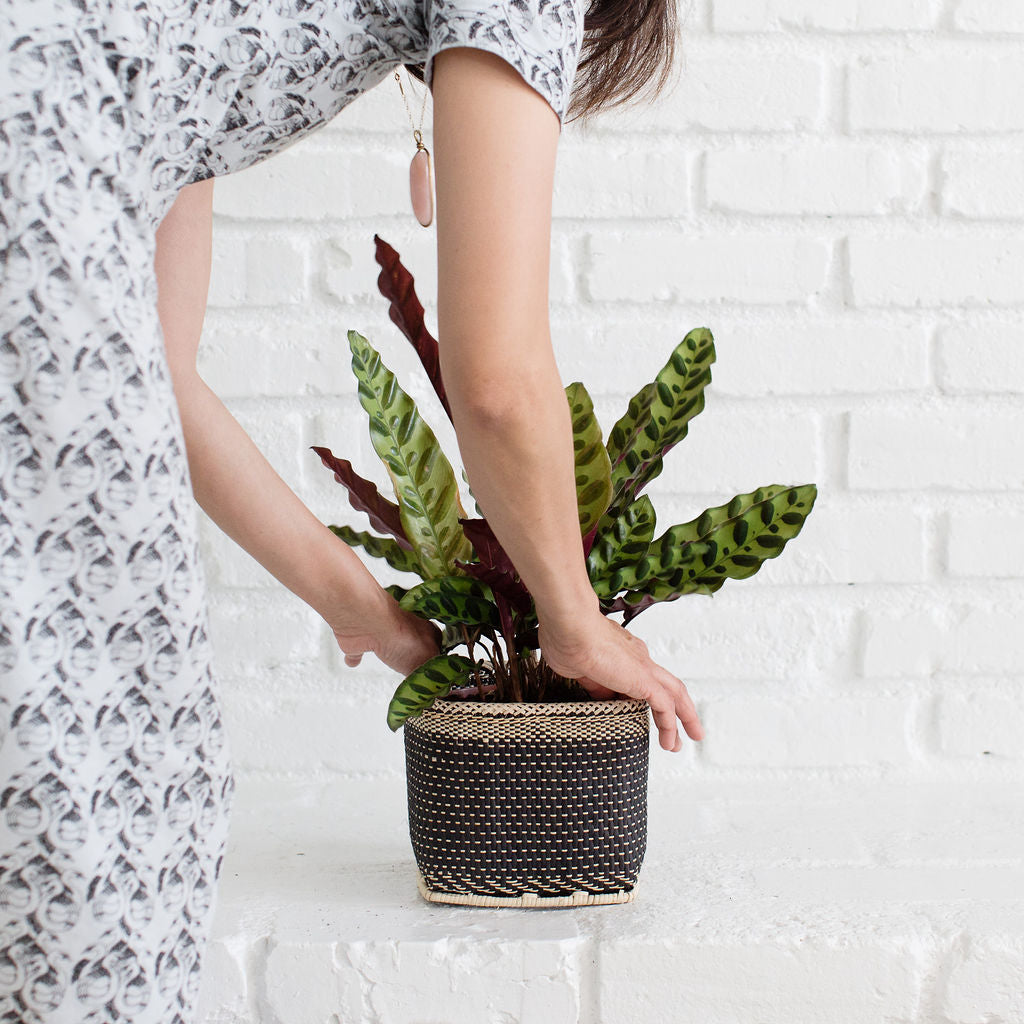The 6" Rattlesnake plant, with its variegated green and burgundy leaves, sits elegantly in a planter basket, adding a fresh touch against the white brick wall.