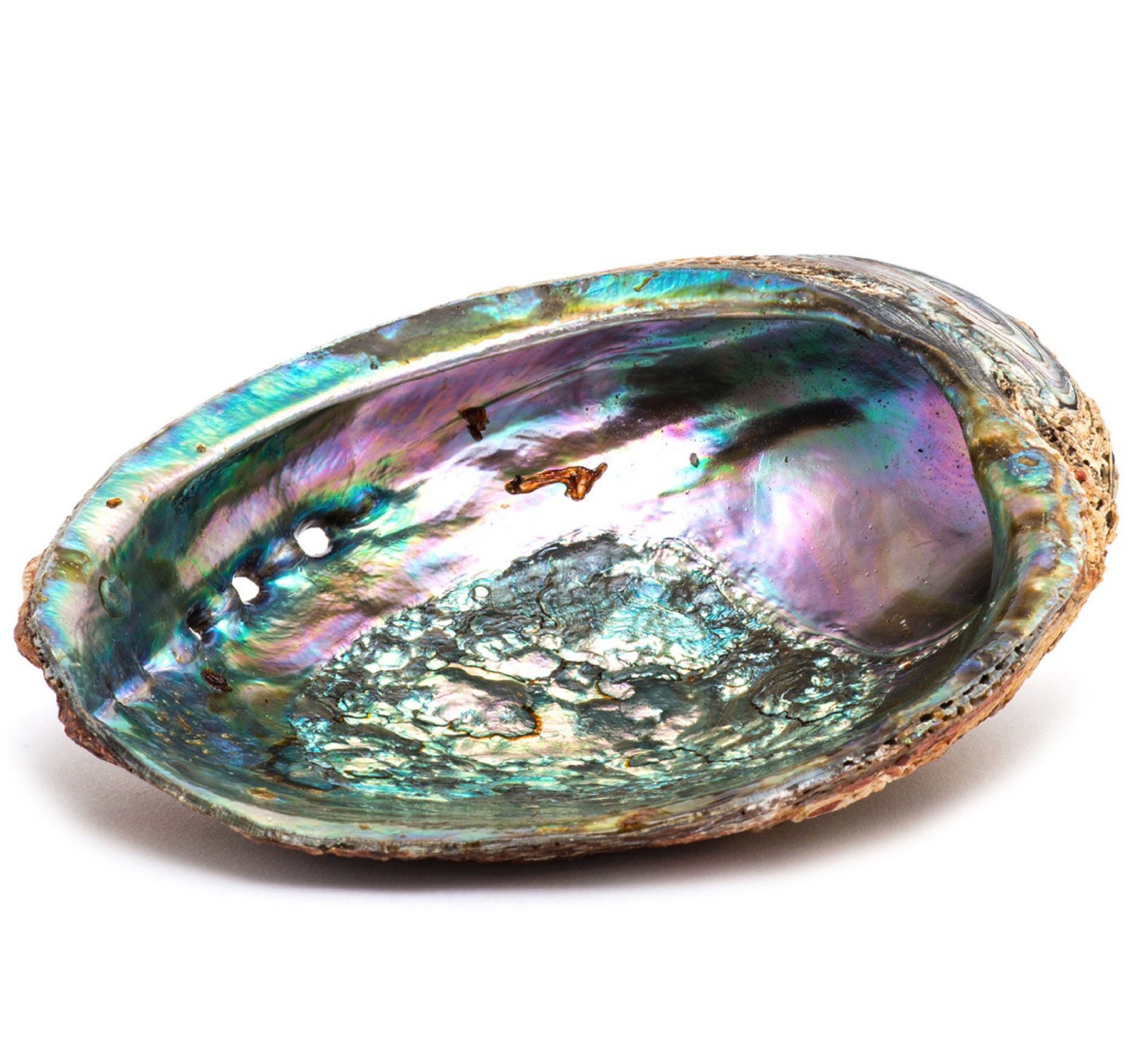 The Smudge Ash Tray Burner in a large 5"-6" abalone shell, with its polished inner surface showcasing iridescent blues, greens, and purples, serves as a stunning centerpiece for smudging rituals with white sage.