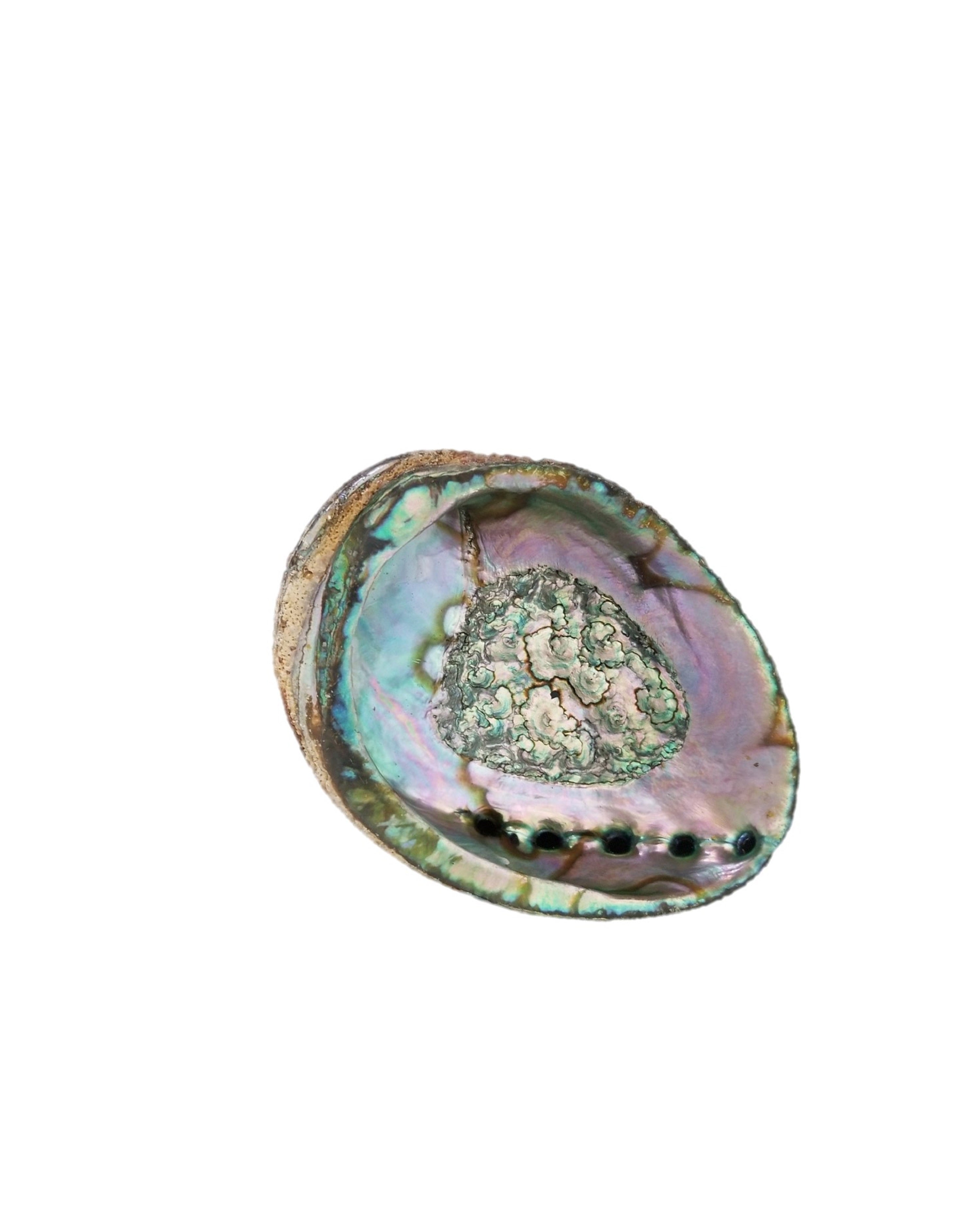 The Smudge Ash Tray Burner in a large 5"-6" abalone shell, with its polished inner surface showcasing iridescent blues, greens, and purples, serves as a stunning centerpiece for smudging rituals with white sage.