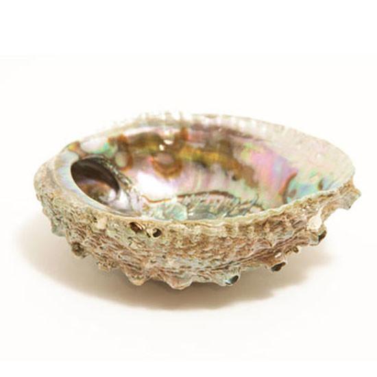 The Smudge Ash Tray Burner in a large 5"-6" abalone shell, with its polished inner surface showcasing iridescent blues, greens, and purples, serves as a stunning centerpiece for smudging rituals with white sage.