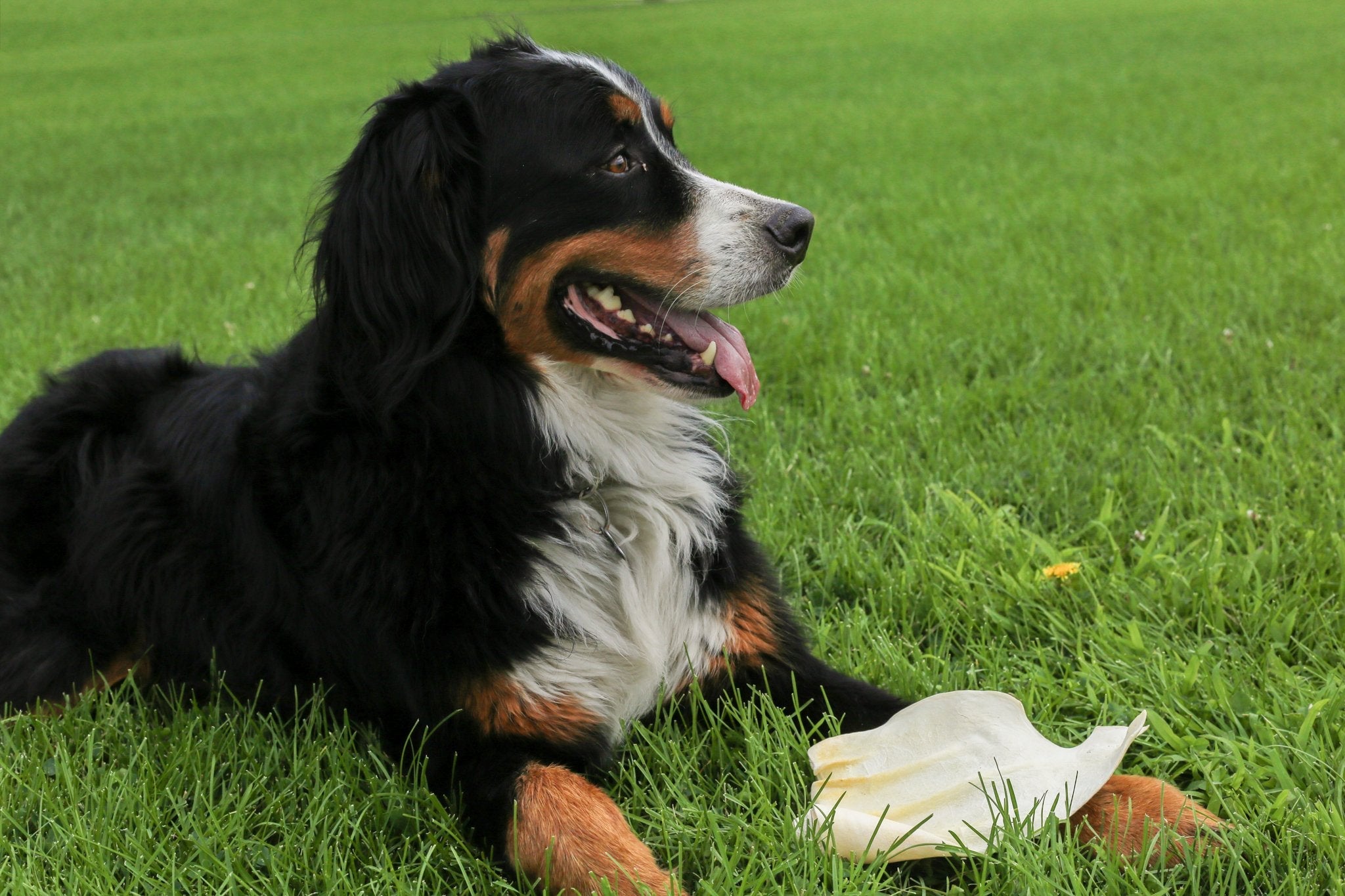 A package of Cow Ears for Dogs is displayed with some ears scattered in front, highlighting their commitment to quality.