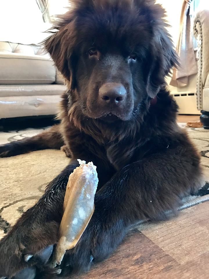 A package of Cow Ears for Dogs is displayed with some ears scattered in front, highlighting their commitment to quality.