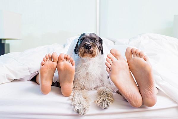 A stack of White microfiber sheets providing luxurious comfort.