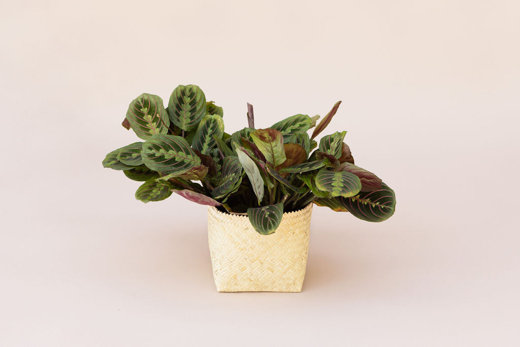 A 6" Maranta Prayer Plant with green leaves accented by red veins sits beautifully in a rattan basket on a neutral background, bringing a touch of nature indoors.