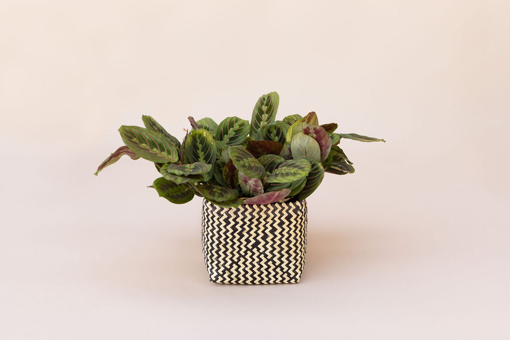 A 6" Maranta Prayer Plant with green leaves accented by red veins sits beautifully in a rattan basket on a neutral background, bringing a touch of nature indoors.