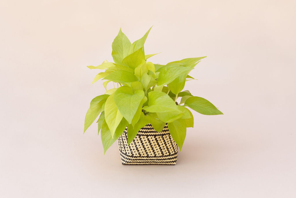 Round wooden wall shelf with four sections, showcasing a 6" Neon Pothos in a planter basket, a closed leather journal, and a white stone.