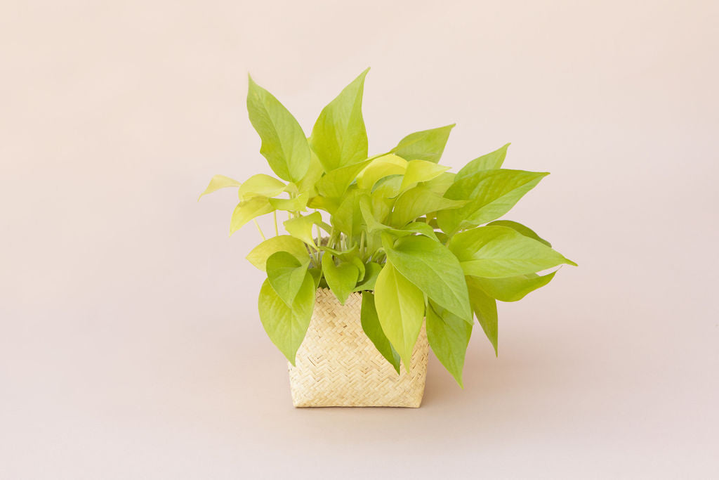 Round wooden wall shelf with four sections, showcasing a 6" Neon Pothos in a planter basket, a closed leather journal, and a white stone.