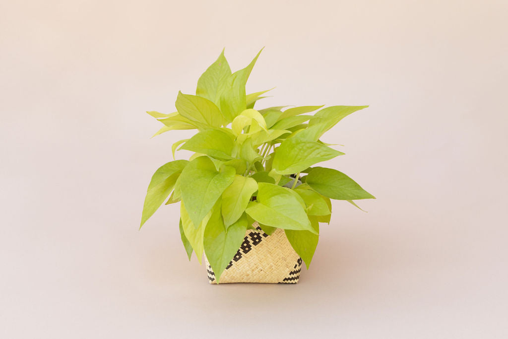 Round wooden wall shelf with four sections, showcasing a 6" Neon Pothos in a planter basket, a closed leather journal, and a white stone.