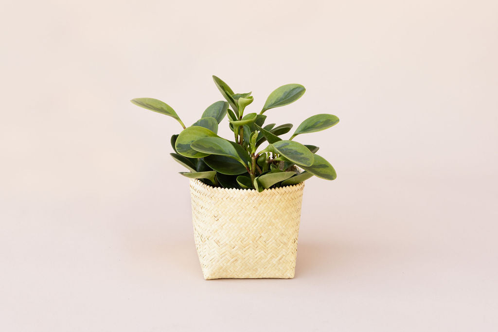 A 6" Marble Peperomia is placed in a charming handwoven basket against a neutral background.