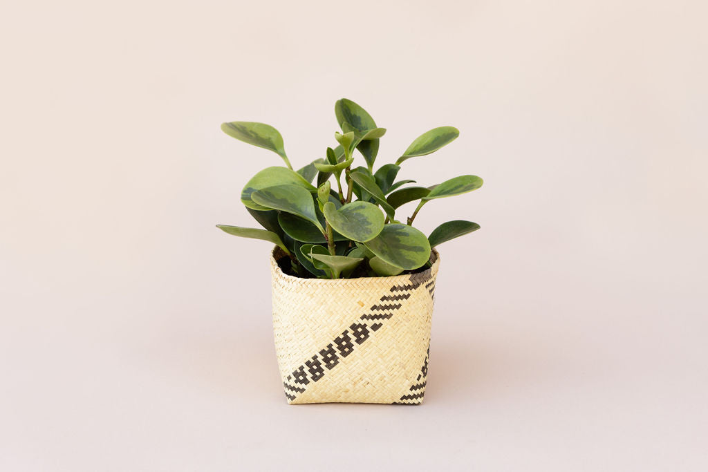 A 6" Marble Peperomia is placed in a charming handwoven basket against a neutral background.