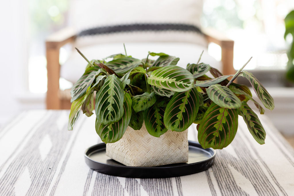 A 6" Maranta Prayer Plant with green leaves accented by red veins sits beautifully in a rattan basket on a neutral background, bringing a touch of nature indoors.