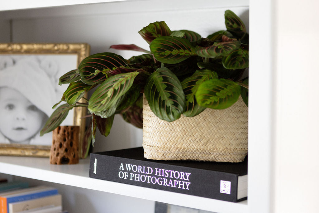 A 6" Maranta Prayer Plant with green leaves accented by red veins sits beautifully in a rattan basket on a neutral background, bringing a touch of nature indoors.