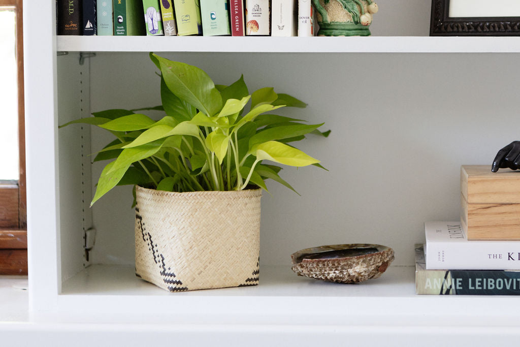 Round wooden wall shelf with four sections, showcasing a 6" Neon Pothos in a planter basket, a closed leather journal, and a white stone.