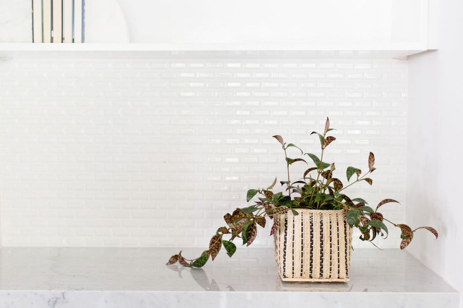 The Lipstick Black Pagoda Plant, featuring variegated leaves, sits in its woven basket on a marble countertop against a white tiled backsplash.