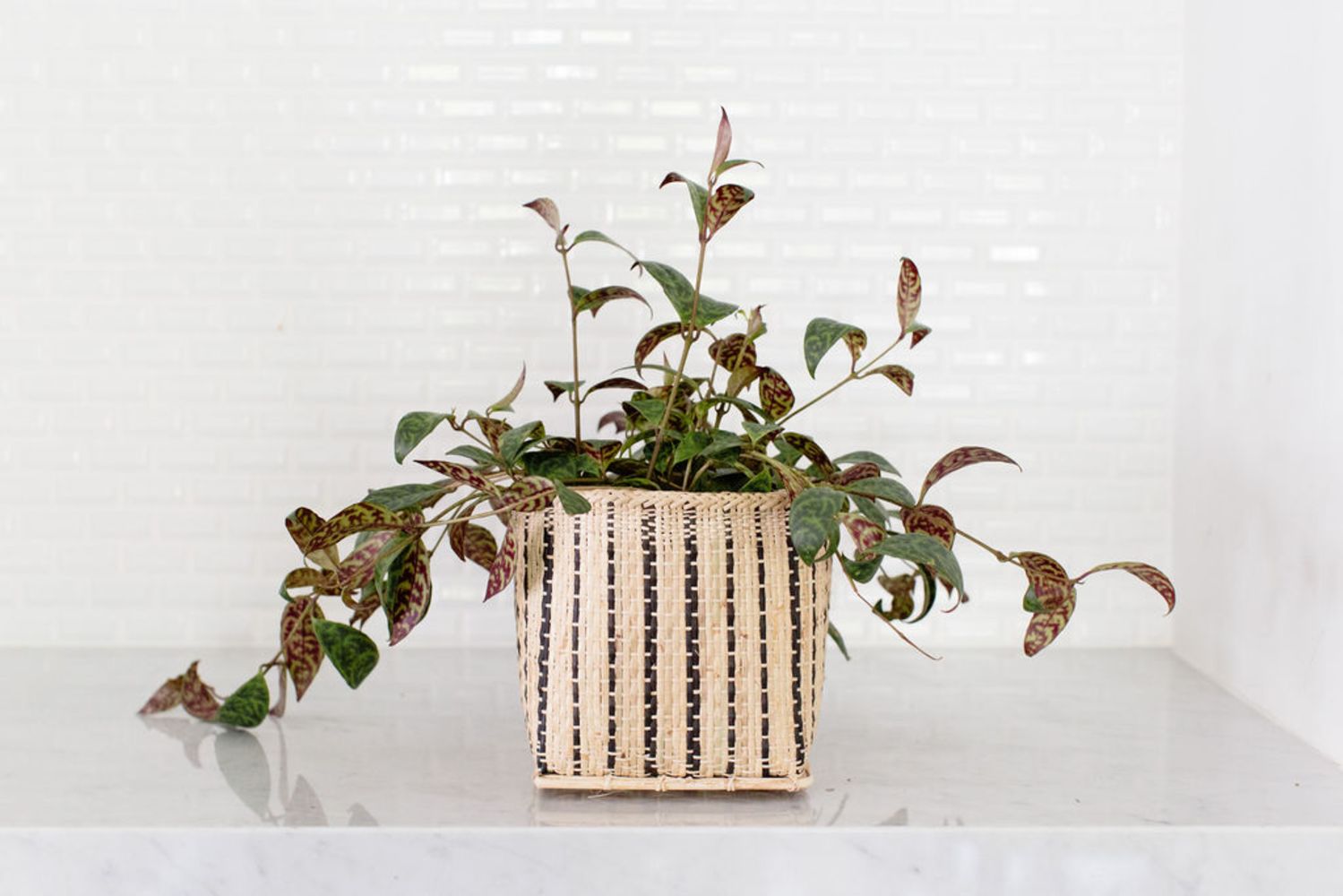 The Lipstick Black Pagoda Plant, featuring variegated leaves, sits in its woven basket on a marble countertop against a white tiled backsplash.