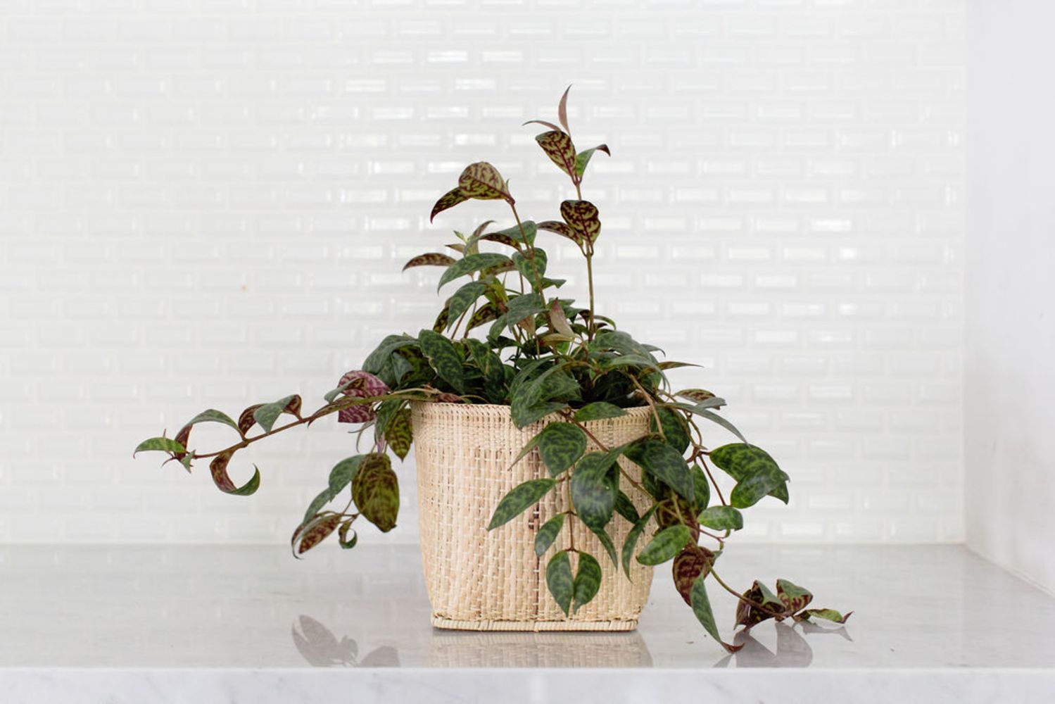 The Lipstick Black Pagoda Plant, featuring variegated leaves, sits in its woven basket on a marble countertop against a white tiled backsplash.