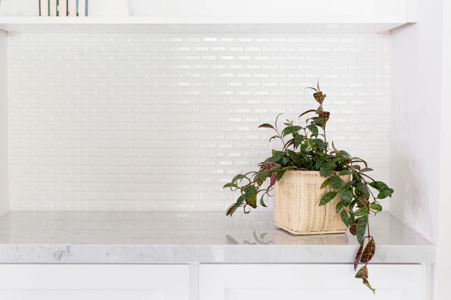 The Lipstick Black Pagoda Plant, featuring variegated leaves, sits in its woven basket on a marble countertop against a white tiled backsplash.