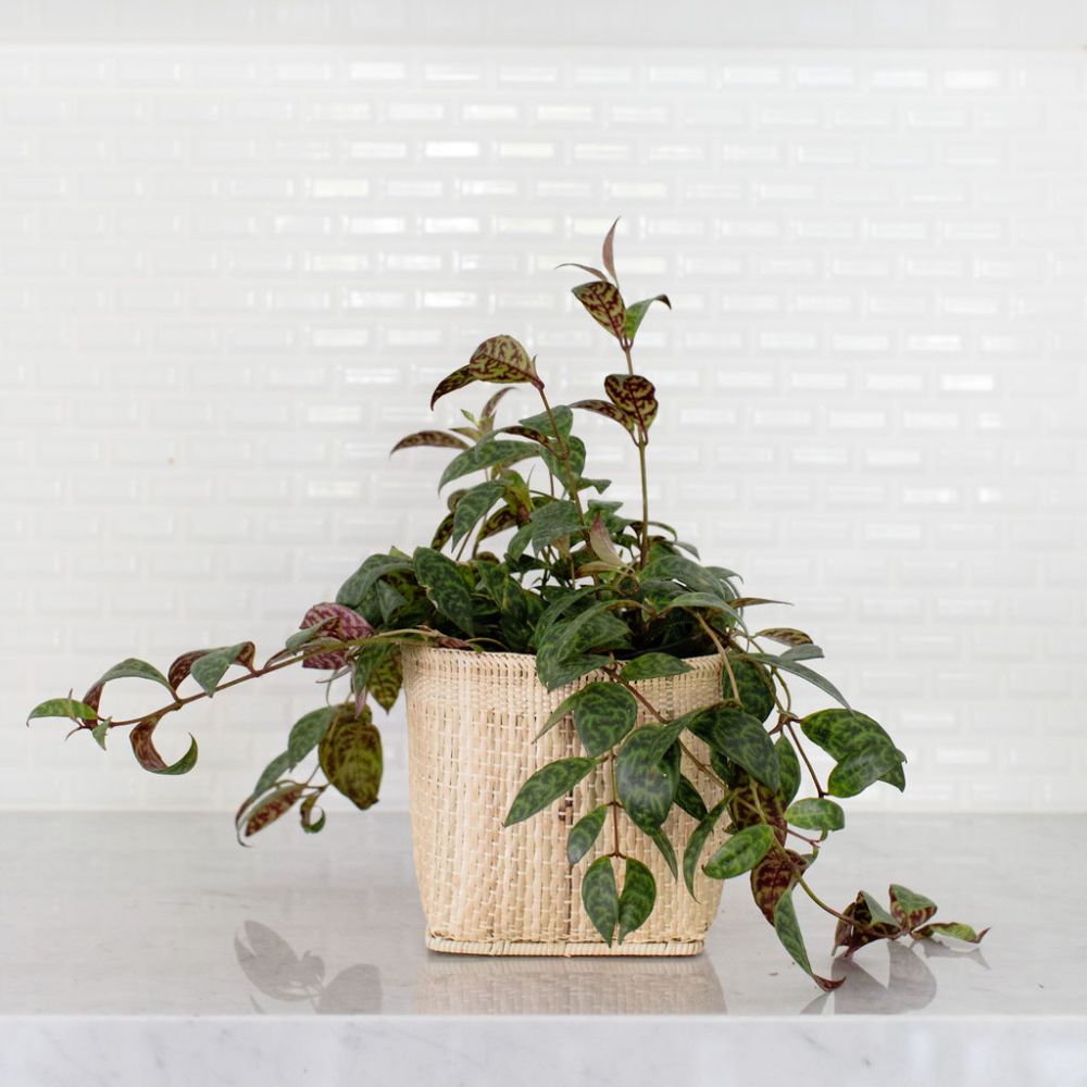 The Lipstick Black Pagoda Plant, featuring variegated leaves, sits in its woven basket on a marble countertop against a white tiled backsplash.