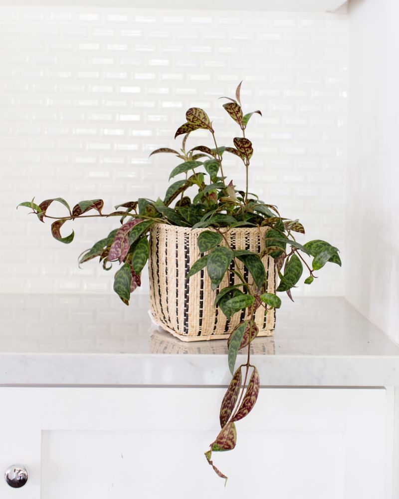 The Lipstick Black Pagoda Plant, featuring variegated leaves, sits in its woven basket on a marble countertop against a white tiled backsplash.