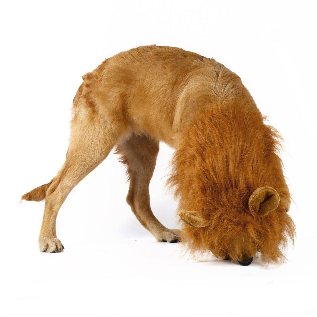 A dog in a Lion Theme Dog Wig with an adjustable elastic band standing in front of a white background, perfect for Halloween costume parties.