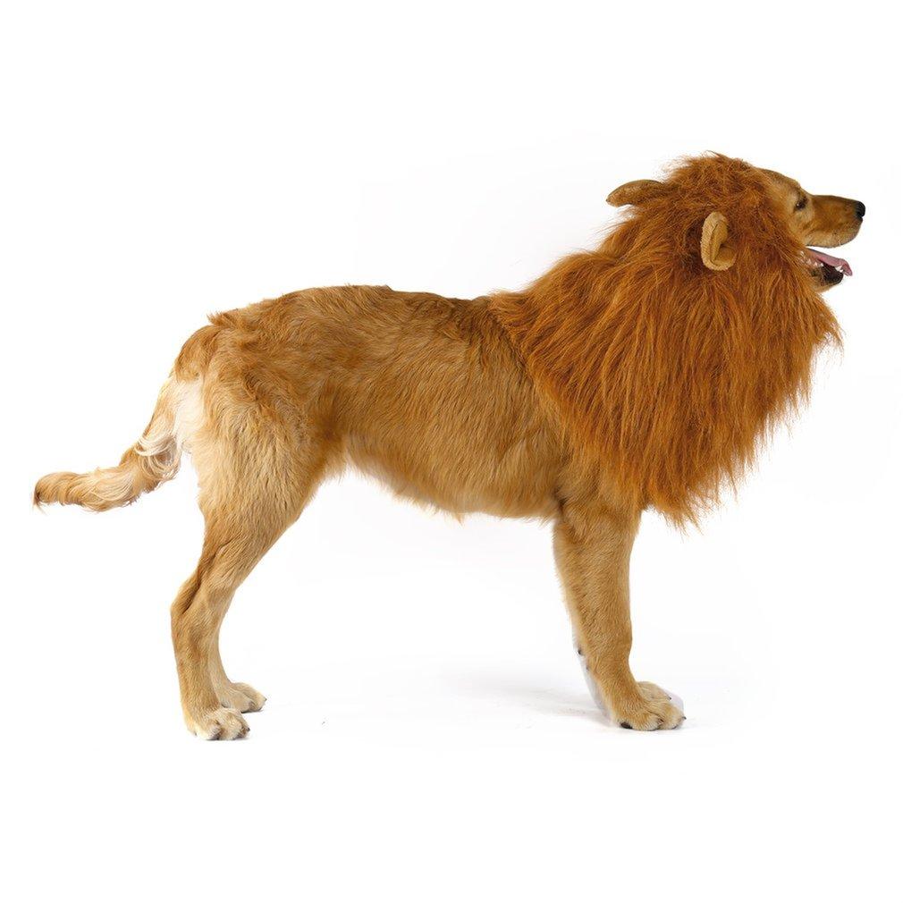 A dog in a Lion Theme Dog Wig with an adjustable elastic band standing in front of a white background, perfect for Halloween costume parties.