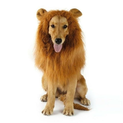 A dog in a Lion Theme Dog Wig with an adjustable elastic band standing in front of a white background, perfect for Halloween costume parties.