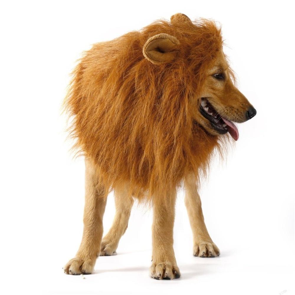 A dog in a Lion Theme Dog Wig with an adjustable elastic band standing in front of a white background, perfect for Halloween costume parties.