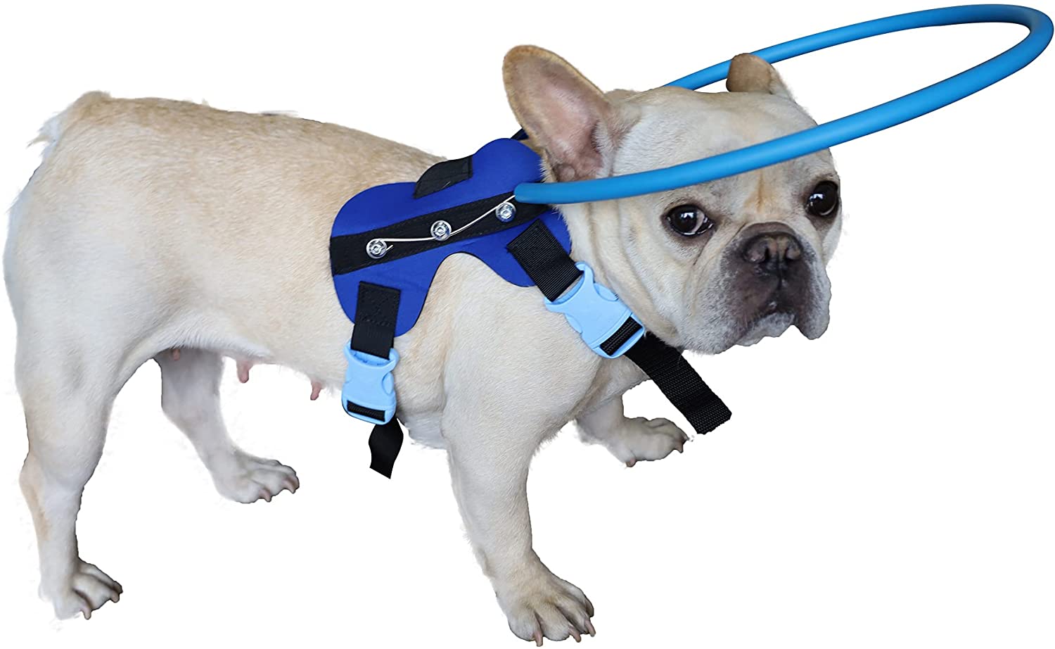 Blind Dog Harness Guiding Device